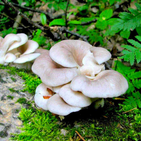 Глива Флоридська 50 г (міцелій грибів)
