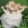 Глива Королівська 10 г (міцелій грибів)