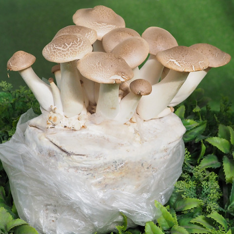 Вешенка Королевская 10 г (мицелий грибов)