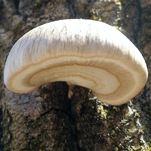 Вешенка одиночная 50 г (мицелий грибов)