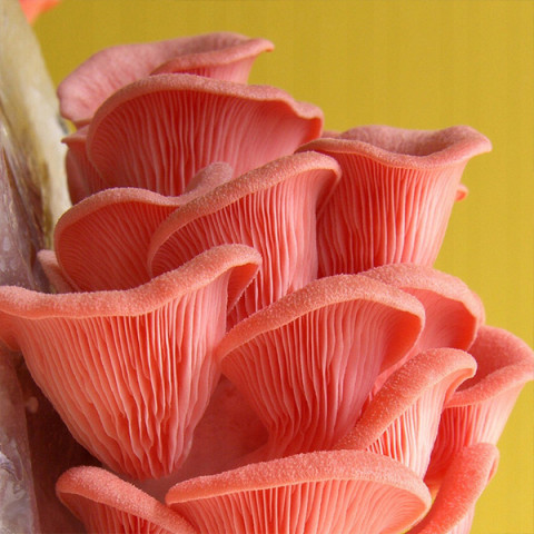 Вешенка розовая 50 г (мицелий грибов)