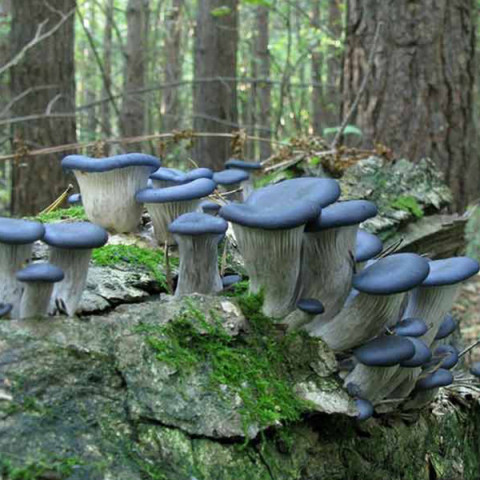 Глива Синя панчоха 50 г (міцелій грибів)
