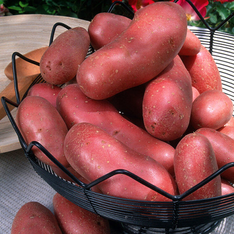 Семенной картофель - купить с доставкой по Украине, цена в магазине —Яскрава Клумба