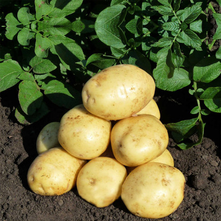 Картопля Коломба (Colomba)