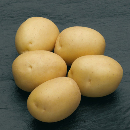 Картопля Сіфра (Sifra)
