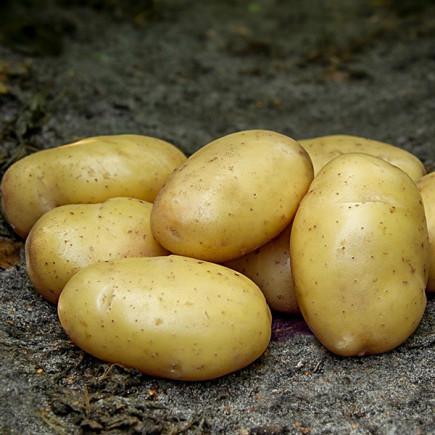 Картопля Сільвана (Sylvana)