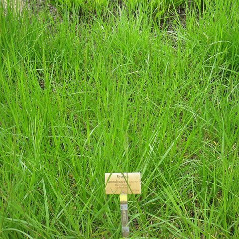 Трава Овсяница (Костриця) Тростниковая 1 кг