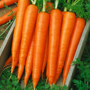 Морква вагова