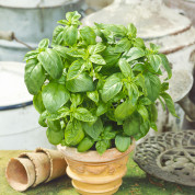 Базилік ваговий