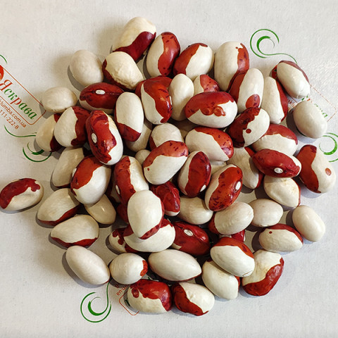 Фасоль кустовая Красная Шапочка (семена) 500 г
