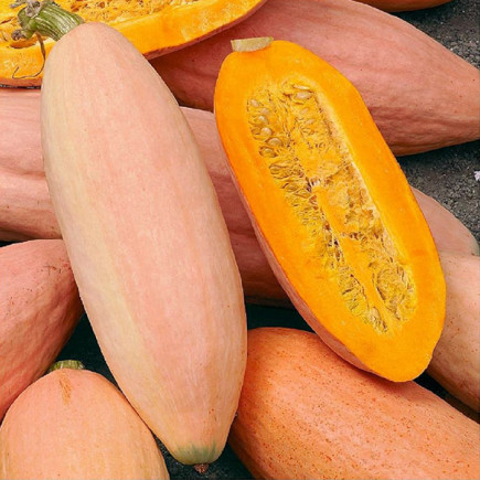 Тыква Розовый банан (семена) 100 г