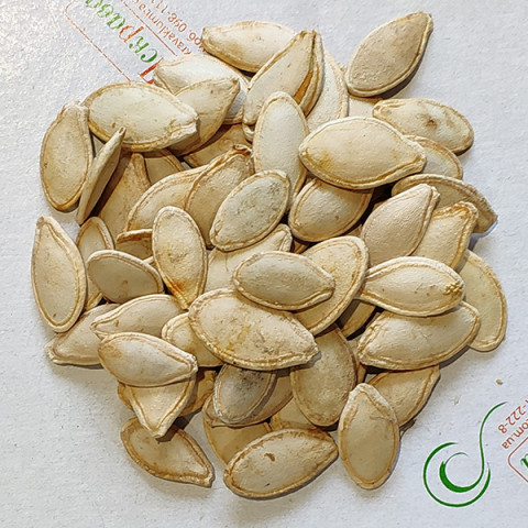Кабачок зеленый Аэронавт (семена) 100 г