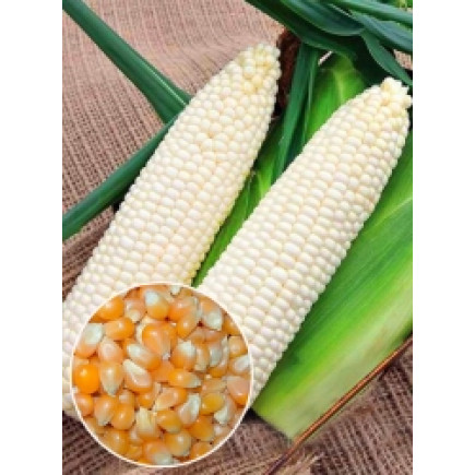 Кукуруза белая Сахарное чудо (семена) 500 г