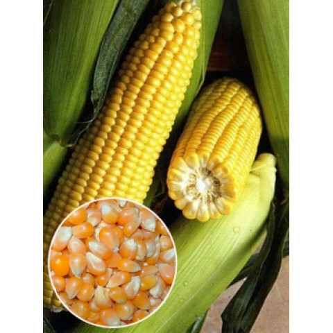 Кукуруза Деликатесная (семена) 500 г