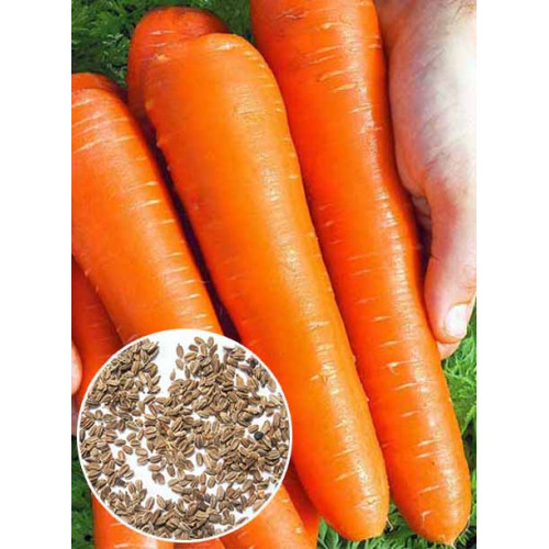 Морковь большая семена заказать семена микрозелени