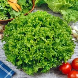 Салат Австралийский (семена) 100 г