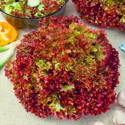 Салат Красный Кучерявец (семена) 50 г