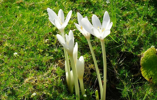 Колхикум – осеннее цветение безвременника, посадка и уход