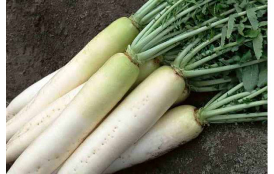 Дайкон або японська редька: популярна овочева культура, секрети вирощування
