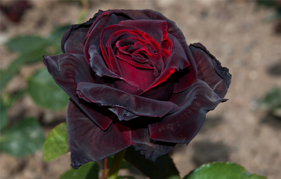 Чорні квіти – модні і таємничі: як підібрати сорти та скласти садові композиції