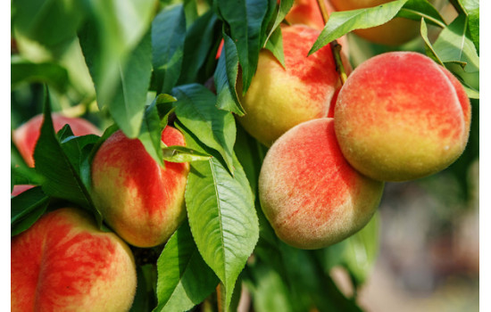 Вирощування персика: успішна посадка і догляд, рекомендації та правила