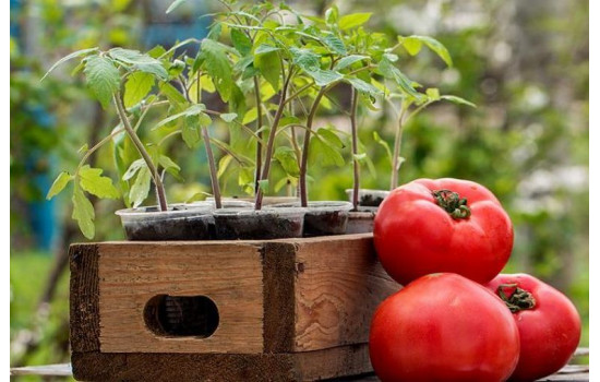 20 шагов к отличной рассаде томатов в домашних условиях.