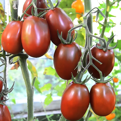 томаты для консервации лучшие сорта