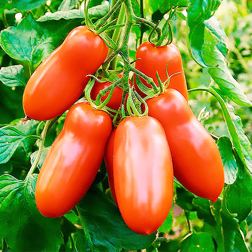ТОП-6 томатов для засолки и консервирования: выращиваем рассаду, радуемсяурожаю, наслаждаемся вкусом