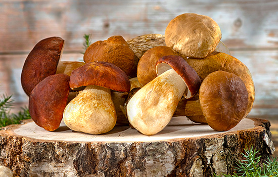 Білий гриб: як виростити ароматні лісові гриби з міцелію в саду - легкий спосіб не ходити до лісу