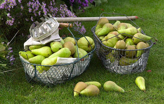 Врожай груш: як і коли проводити збирання. Основні секрети тривалого зберігання фруктів узимку
