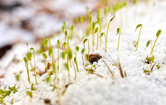 Какие  цветы можно сеять в снег - преимущества и особенности подзимнего и зимнего посева