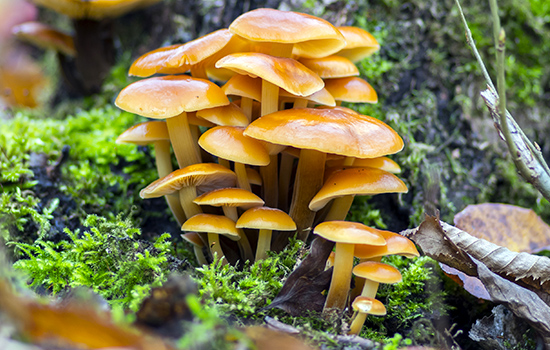 Опята: как вырастить отличные грибы из фирменного мицелия, прямо в вашем саду и даже дома - пошаговая инструкция