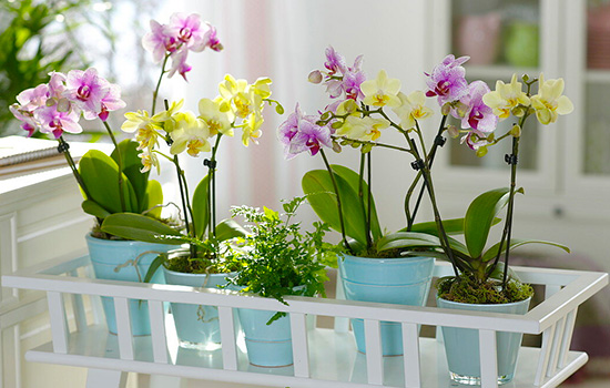 Обираємо горщик для орхідеї. Скляний чи пластмасовий: плюси та мінуси для рослини
