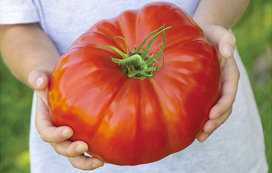 Они гигантские! Когда размер имеет значение или ТОП-6 крупноплодных томатов 