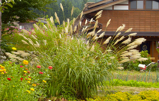 Декоративні трави: осінній догляд – обрізка на зиму, переваги та недоліки