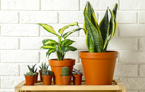 Кімнатні рослини: топ-10 стійких до нестачі освітленості рослин для фіто-дизайну