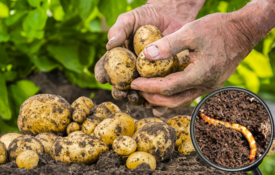 Проволочник в огороде: как защитить корнеплоды – картофель, морковь 