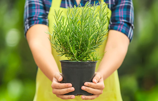 Розмарин болезни: как правильно выращивать ароматные травы – профилактика, лечение