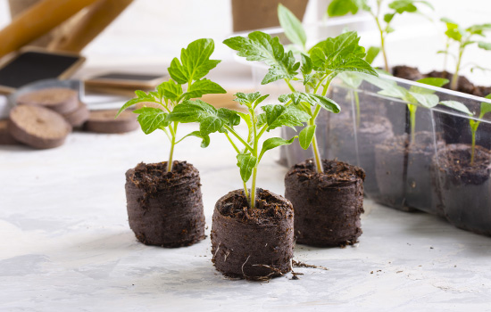 Чому може падати розсада: всі причини та їх вирішення