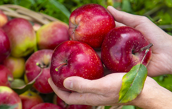 Імунні яблуні: що таке, які обрати сорти – здорові та врожайні