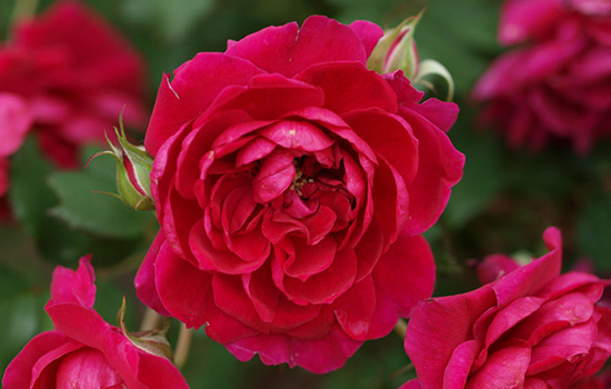 Канадські троянди - чарівність морозостійких сортів: особливості вирощування