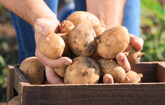 Как посадить картошку под агроволокно: 2 простых способа - особенности и преимущества