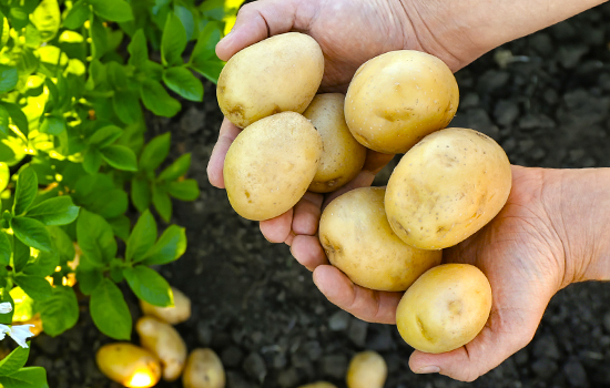 Як посадити картоплю після парші: правила вирощування картоплі на одному місці роками – плюси та мінуси
