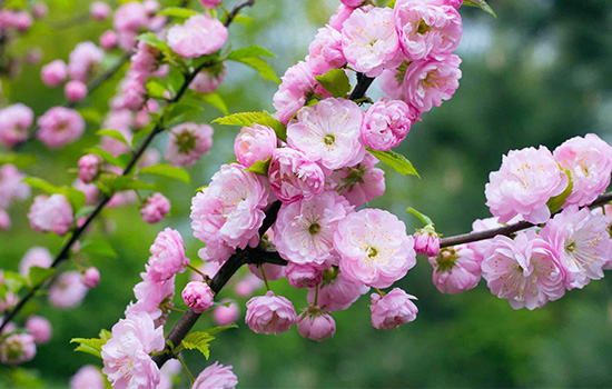 Сакура – чарівність японського саду: як виростити розкішне квітуче дерево