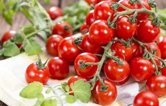 Ампельные томаты: миф или реальность – как выбрать сорта, как выращивать и чего ожидать в результате