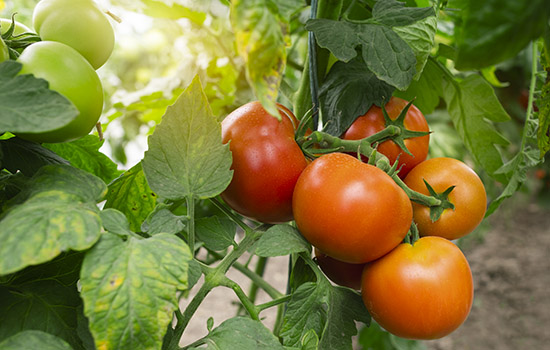 Кладоспоріоз або бура плямистість: томати та огірки під загрозою – ознаки, лікування, стійкі сорти
