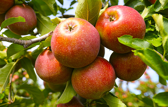 Триплоїдні яблуні: нове покоління сортів – плодоносять щороку, стійкі до хвороб