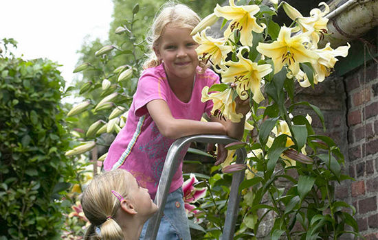 Лілії дерева - ТОП 10 кращих сортів для вашого саду
