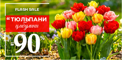 Тюльпани — знижки до 90%! 
