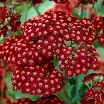 Ахиллея Millefolium Red Velvet